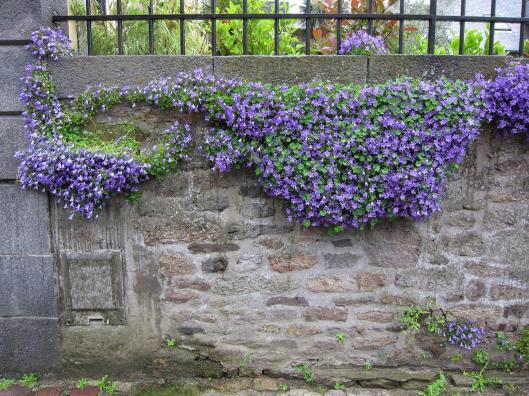 Flowers on a wall in Dinan