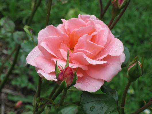 Raindrops on a rose at Parc Montsouris